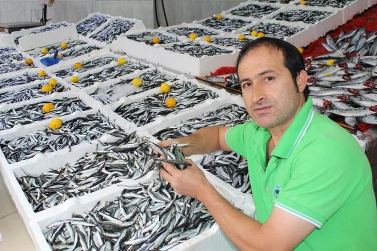 Günde 250 Ton Hamsi Balık Haline Giriyor