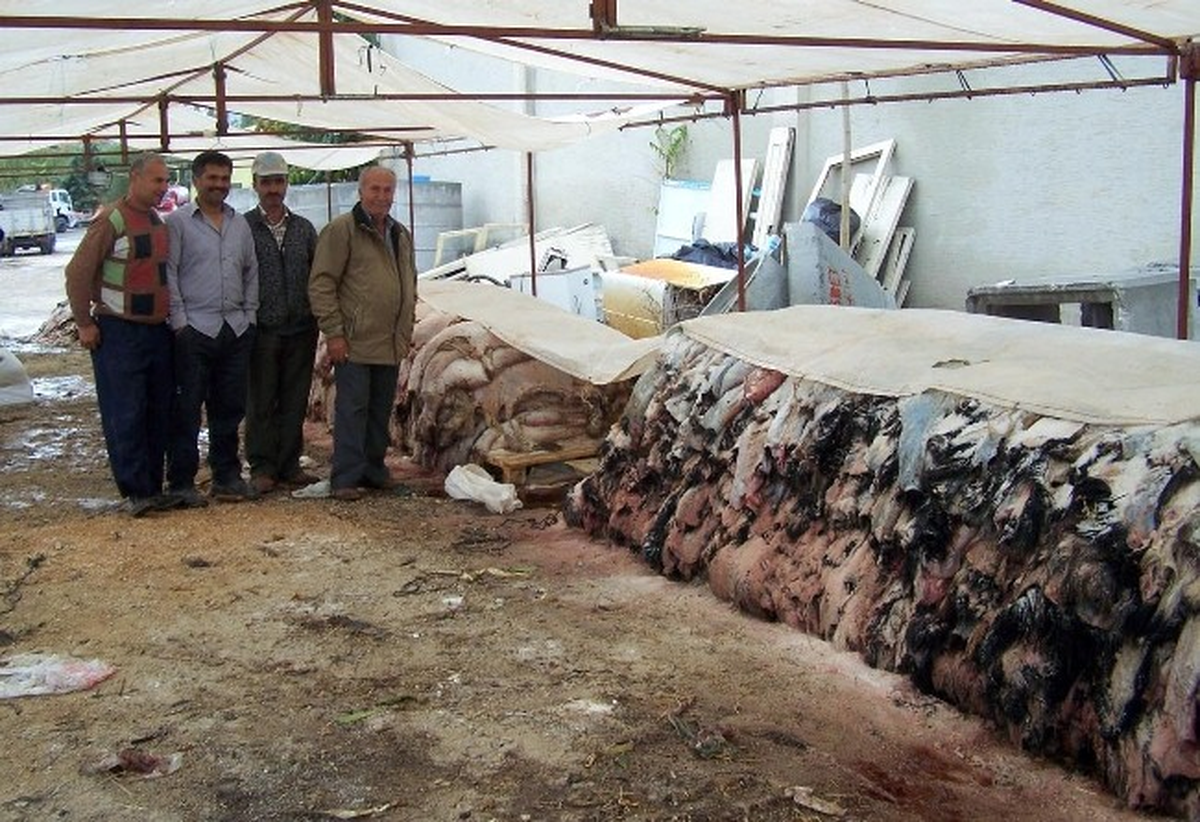 Korkuteli\'de 3 Bin Küçükbaş, 3 Ton Büyükbaş Deri Toplandı