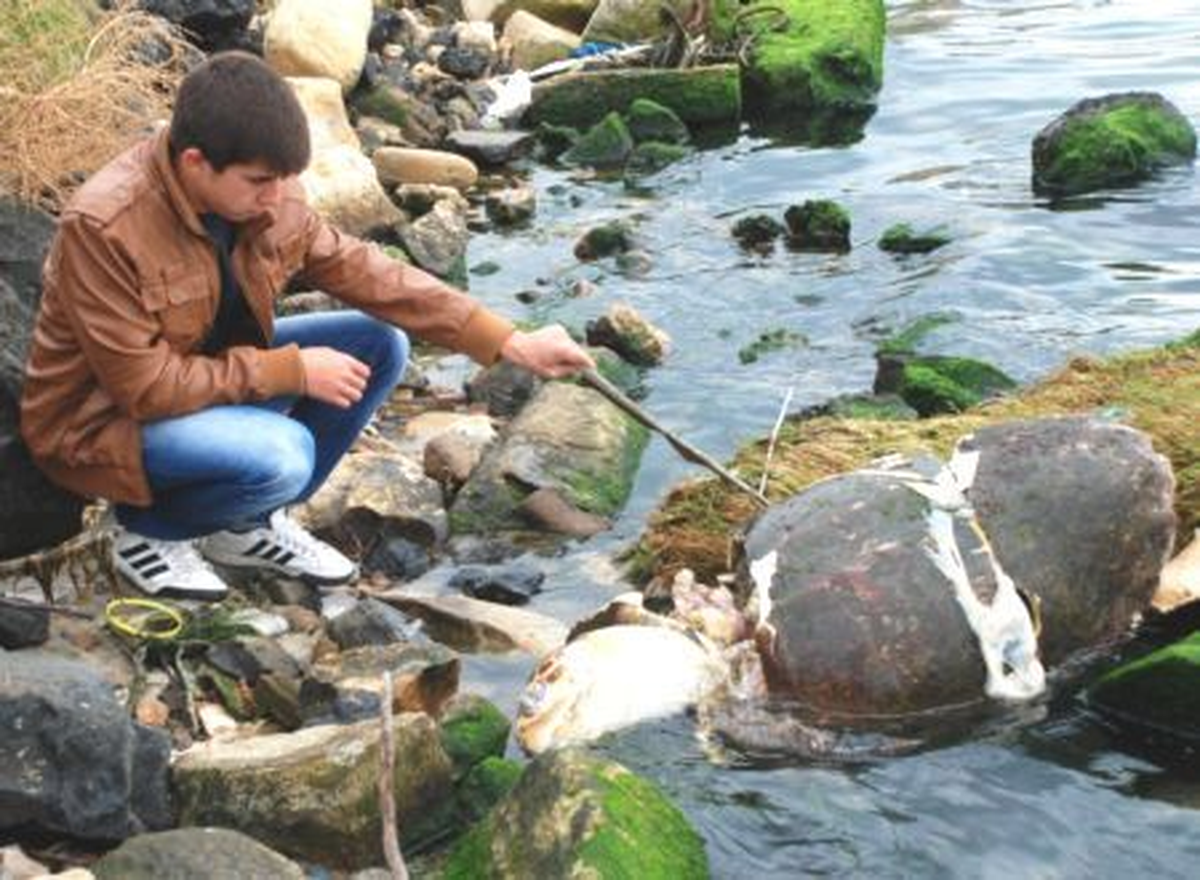 Lapseki\'de Sahile Ölü Caretta Caretta Vurdu