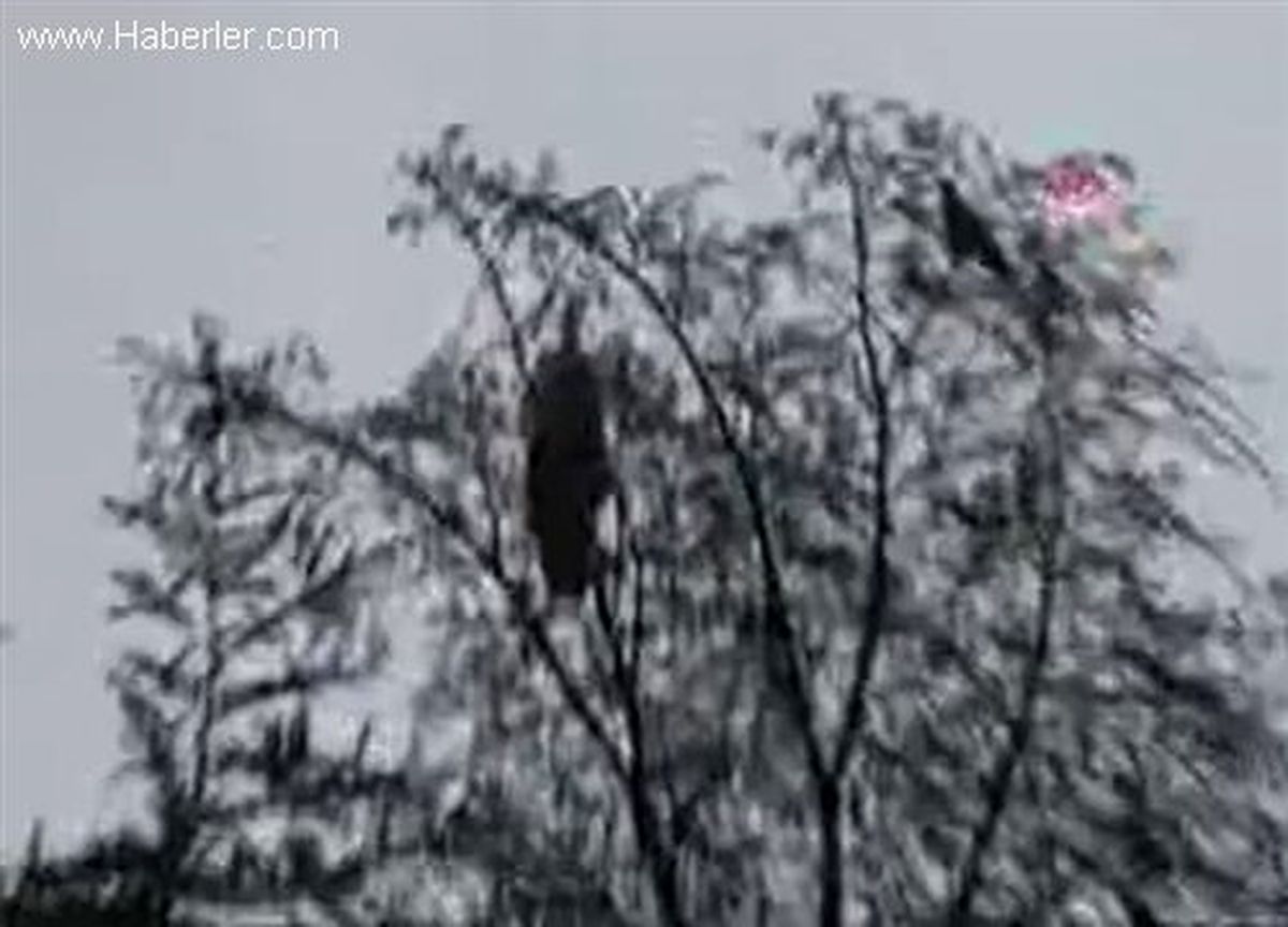 Leyleğin Kargalarla İmtihanı
