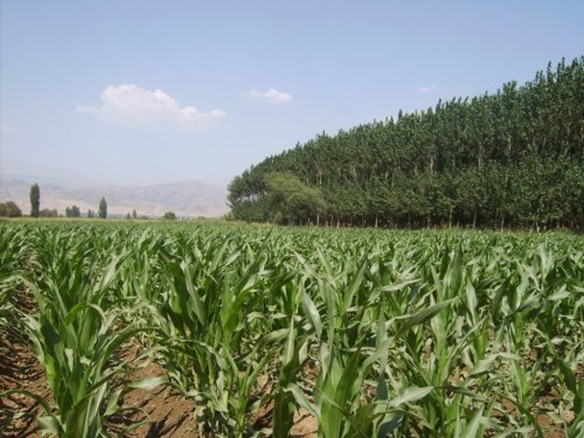 Manyas\'tan Kısa Kısa