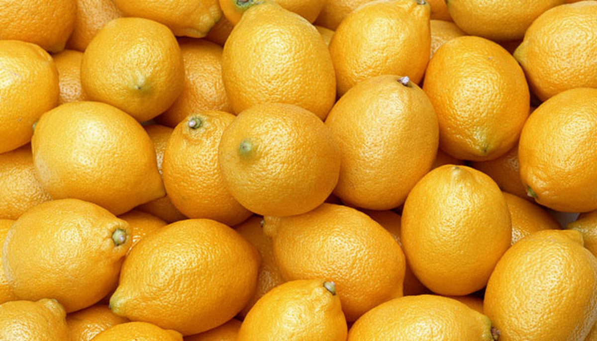 Narenciyede Erken Limon Hasadı Başladı