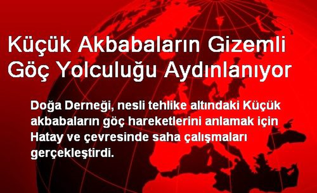 Küçük Akbabaların Gizemli Göç Yolculuğu Aydınlanıyor