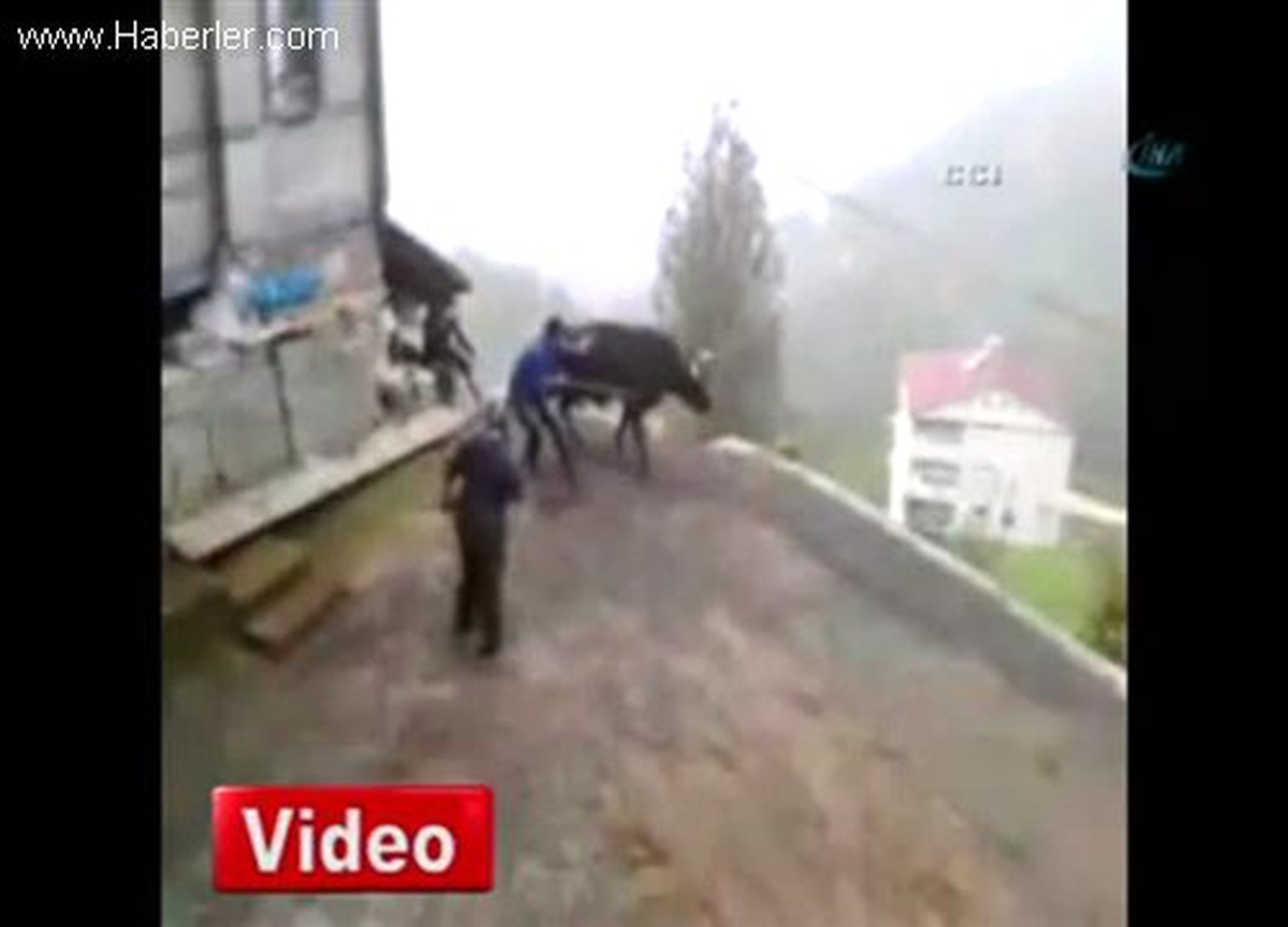 Rize\'de Kurbanlık Hayvan 3 Kişiyi Böyle Sürükledi