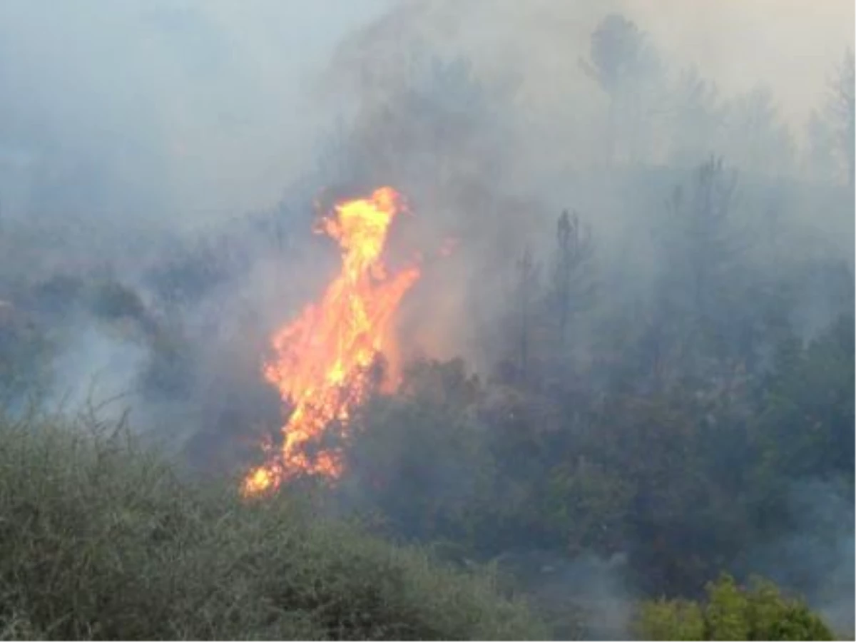 Sivas\'ta Orman Yangını