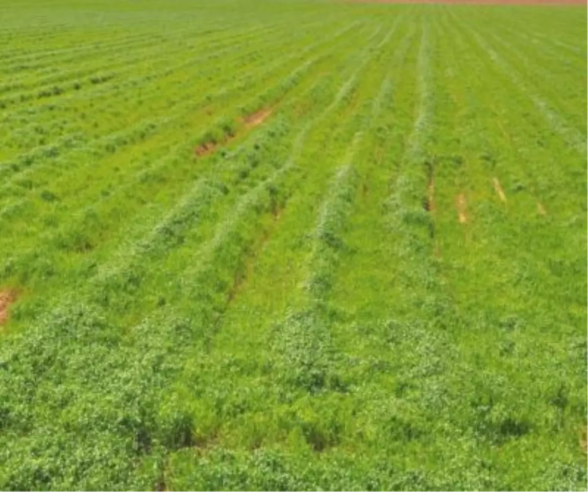 Yağmur Çiftçiyi Sevindirdi