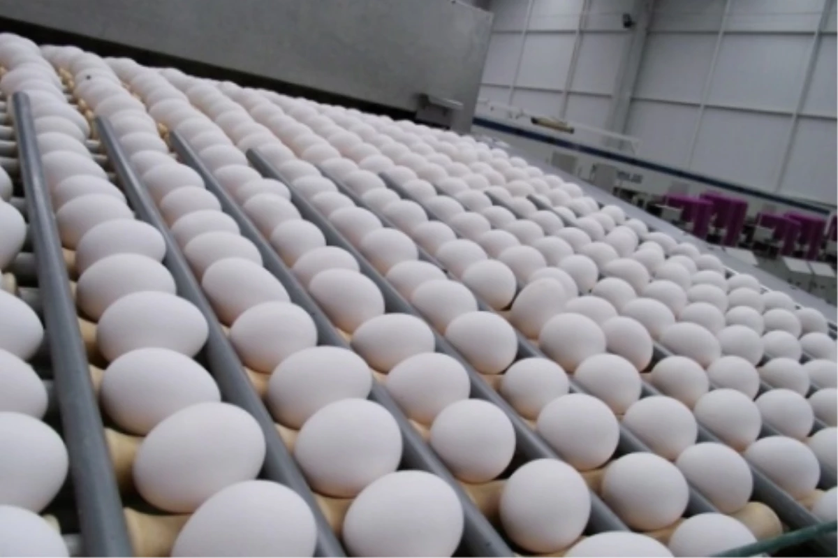 Yumurtada Yıl Sonu İhracat Hedefi 400 Milyon Dolar
