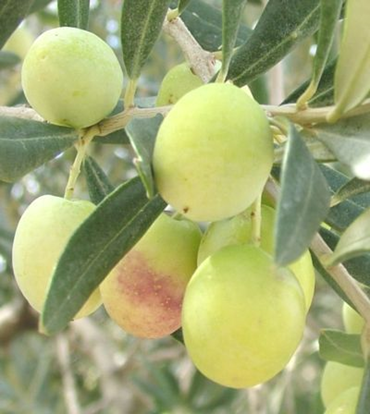 Zeytin Üretiminde 2 Kat Artış Beklentisi