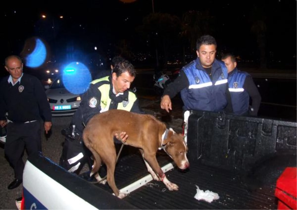 Bodrum\'da Hayvansever Polis Köpek İçin Yardım İstedi