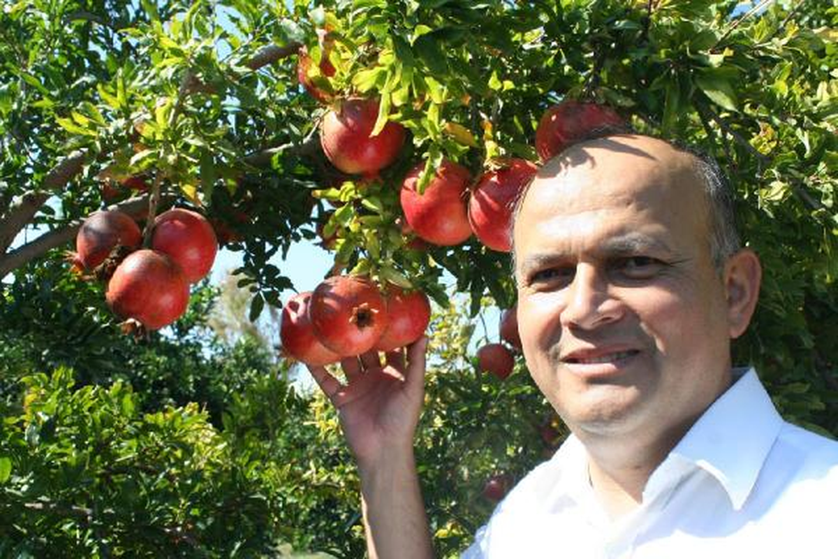 Mersin\'de 360 Çeşit Nar Üretiliyor