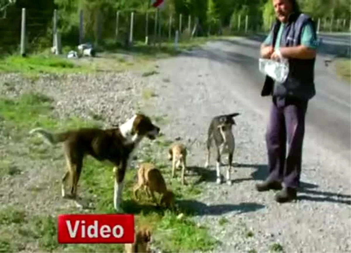Zonguldak\'ta Bir Vatandaş Sokağa Bırakılan Köpeklere Sahip Çıkıyor