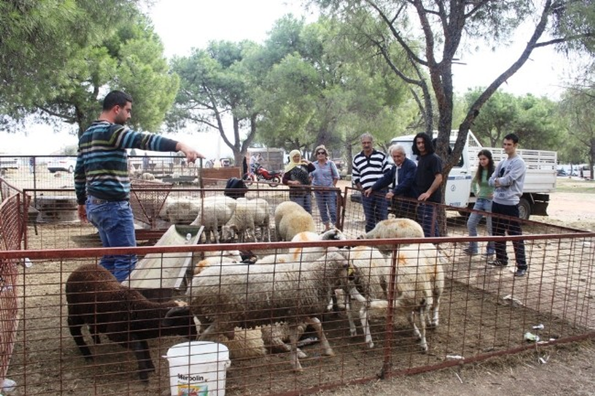 Ayvalık\'ta Kurban Satıcıları Umduğunu Bulamadı