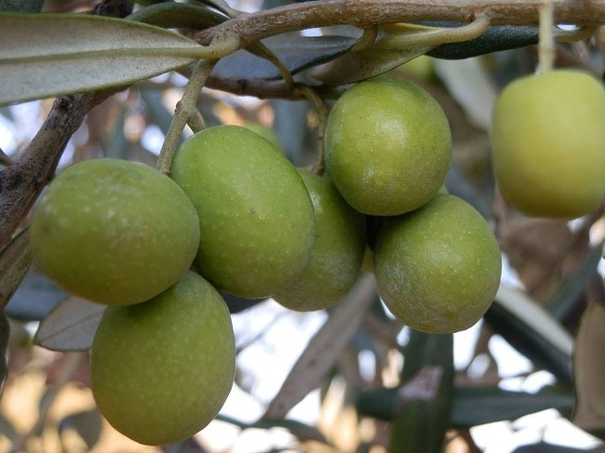 Mut\'ta Zeytin Üretimi Arttı
