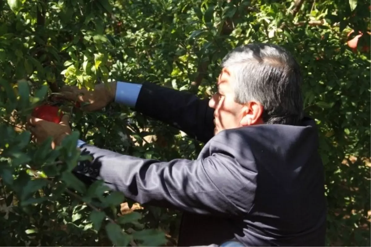Başkan Tursun Nar Hasadına Katıldı