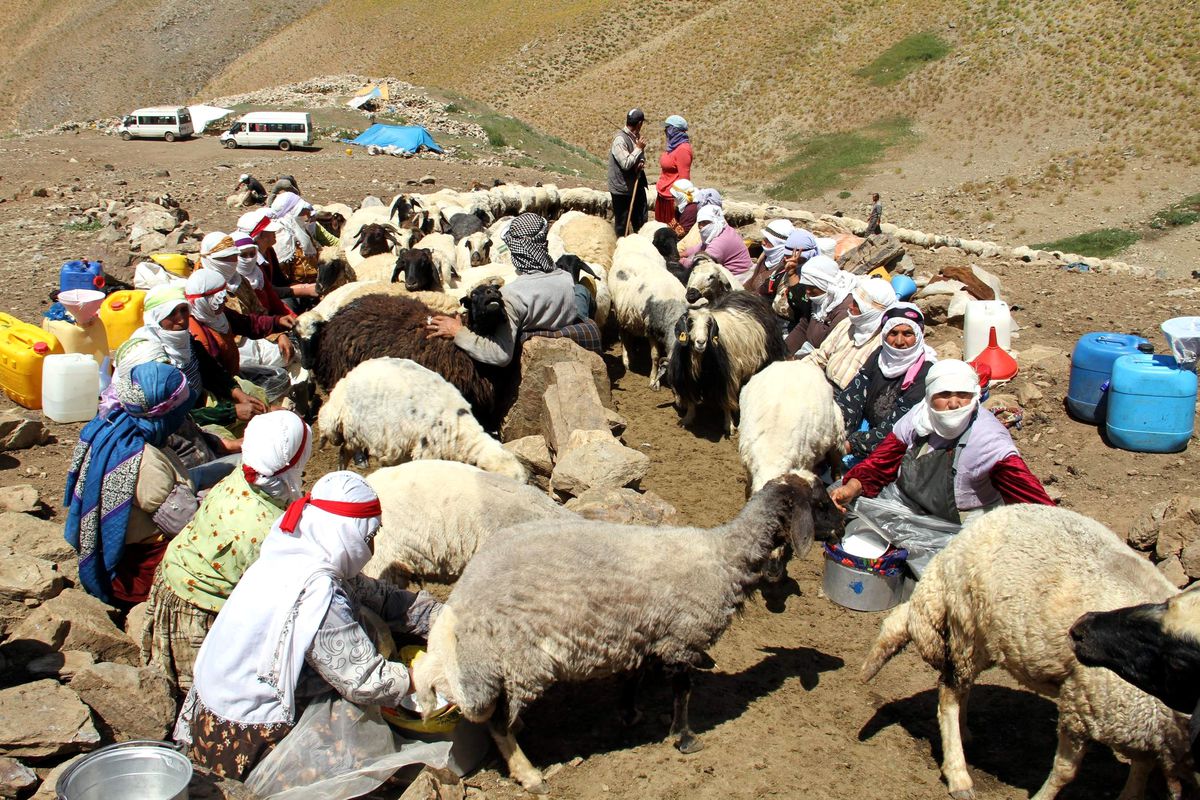 Berivanların Dönüş Telaşı
