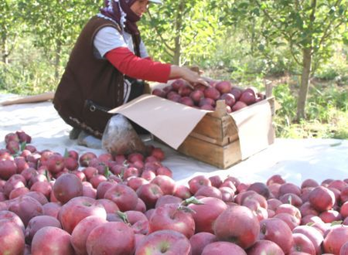 Erzincan\'dan İspanya\'ya Elma Püresi İhracatı