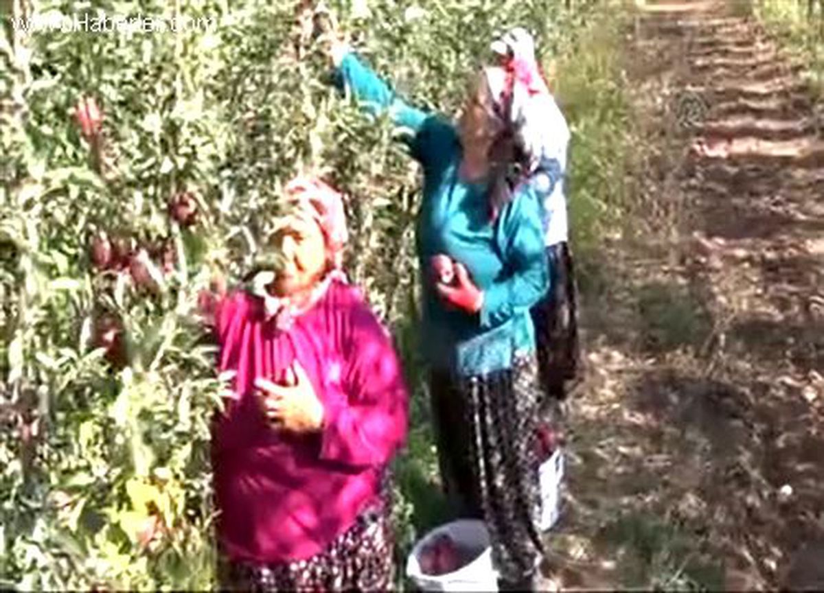 Erzincan\'dan İspanya\'ya elma püresi ihracatı