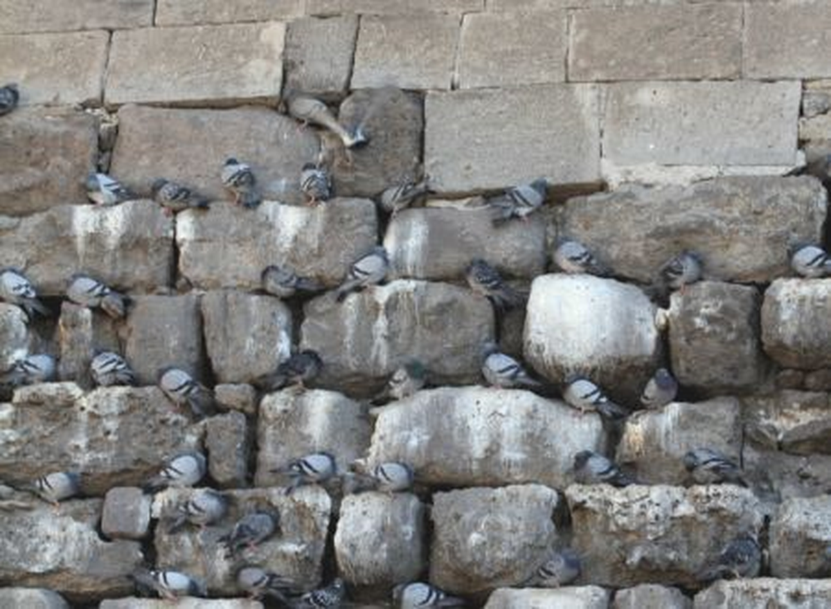 Kayseri Kalesine Zarar Veren Güvercinlere Yem Yasağı