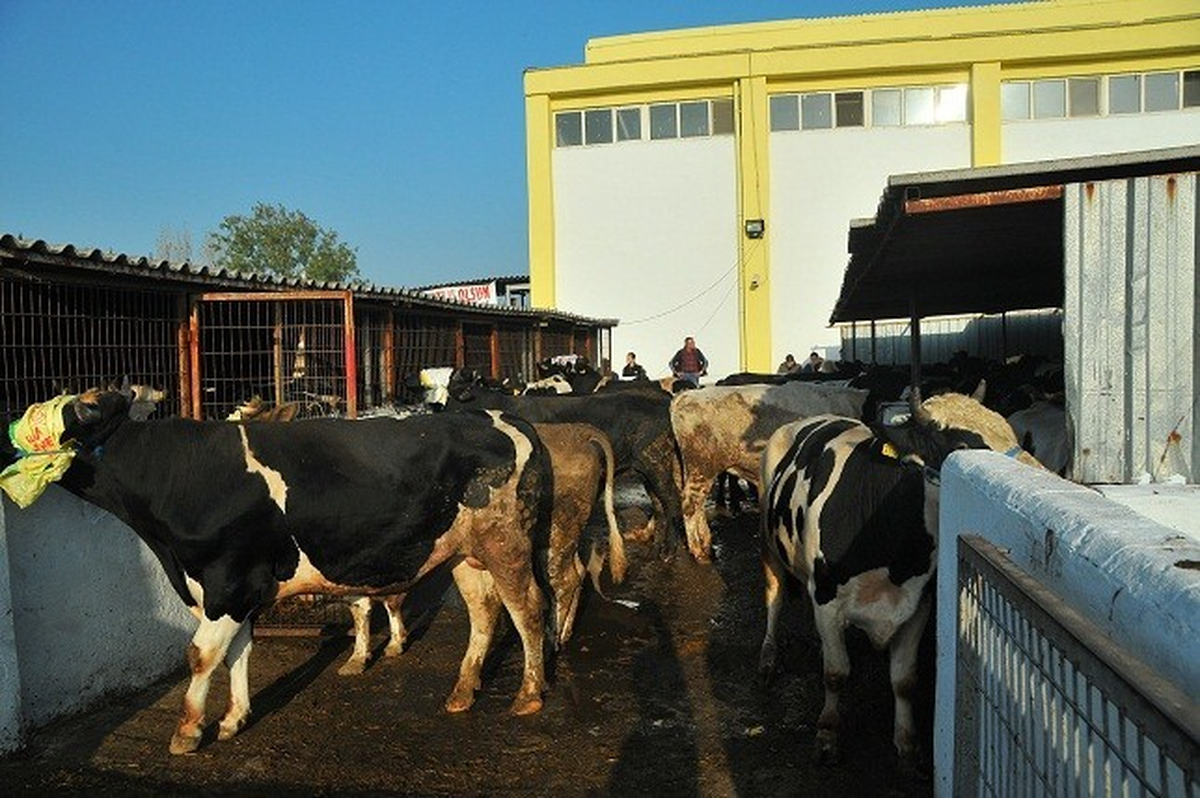 Keşan Mezbahası\'nda Kurban Bayramı\'nda 511 Hayvan Kesildi