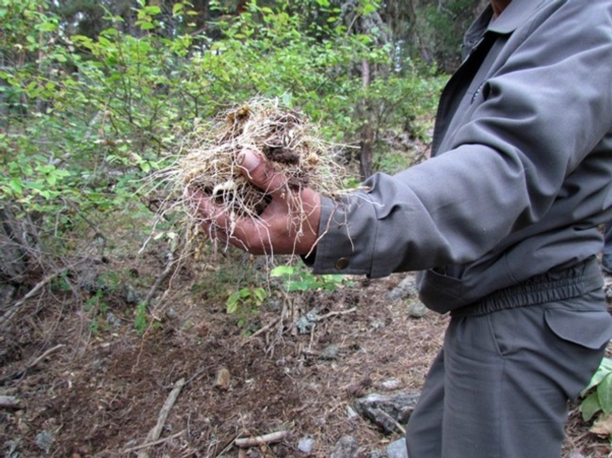 \'Mührü Süleyman\' Otu Her Derde Deva