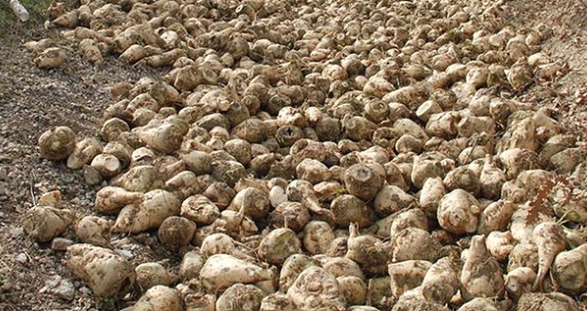 Muş Şeker Fabrikası, Pancar Üreticisine Ödeme Yapacak