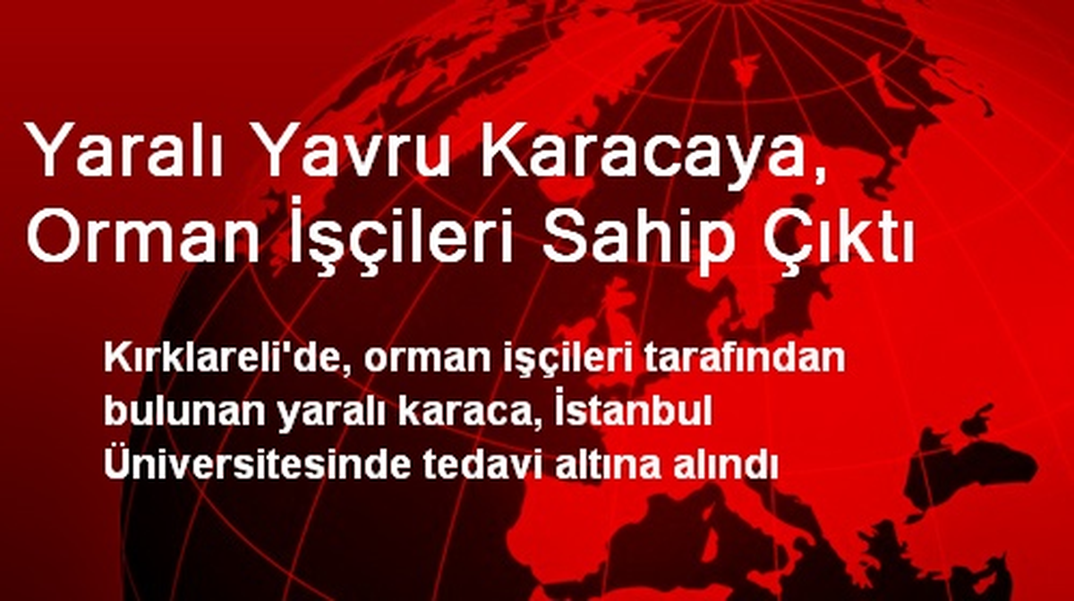 Yaralı Yavru Karacaya, Orman İşçileri Sahip Çıktı