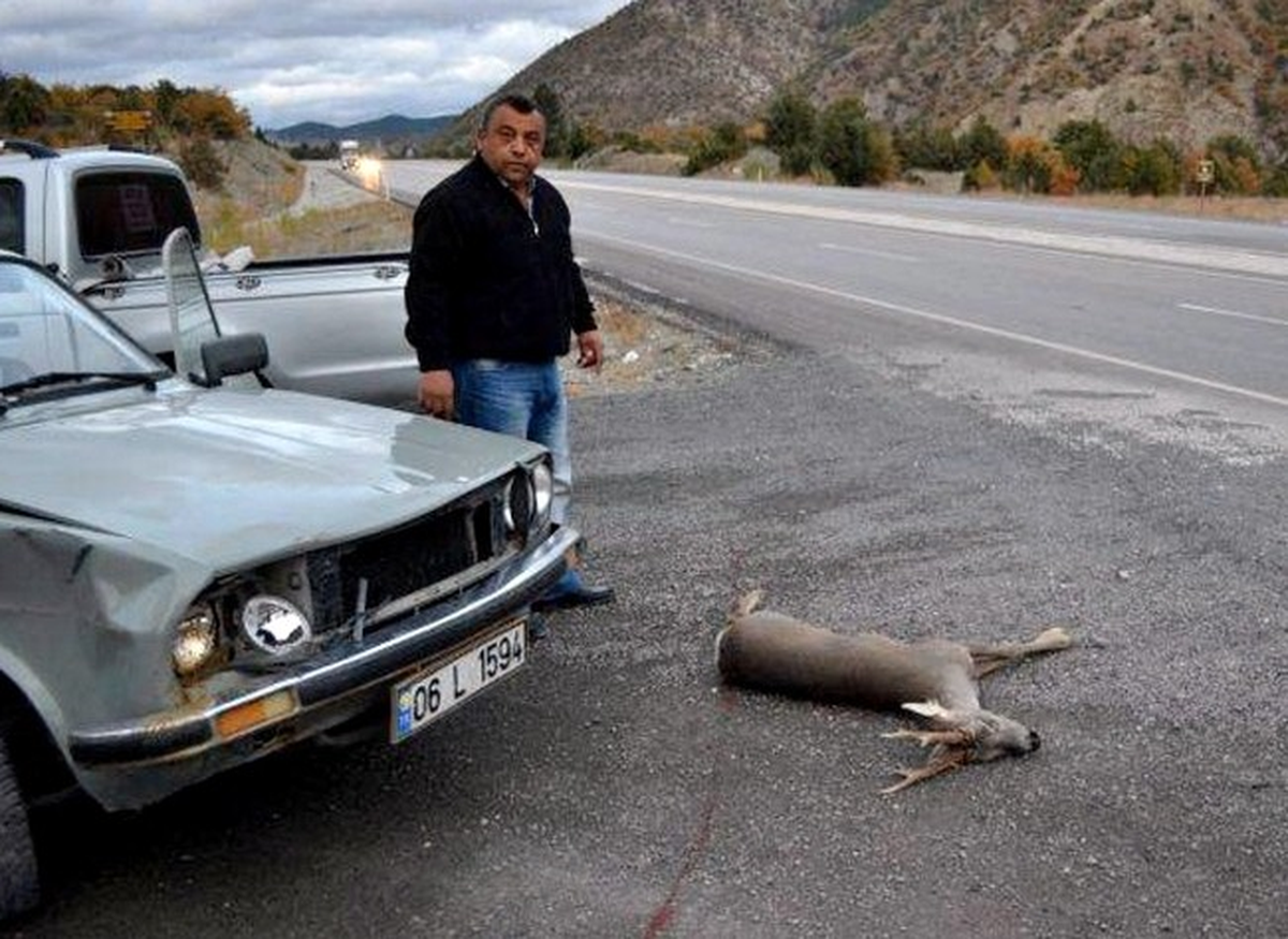 Otomobilin Çarptığı Yavru Karaca Telef Oldu