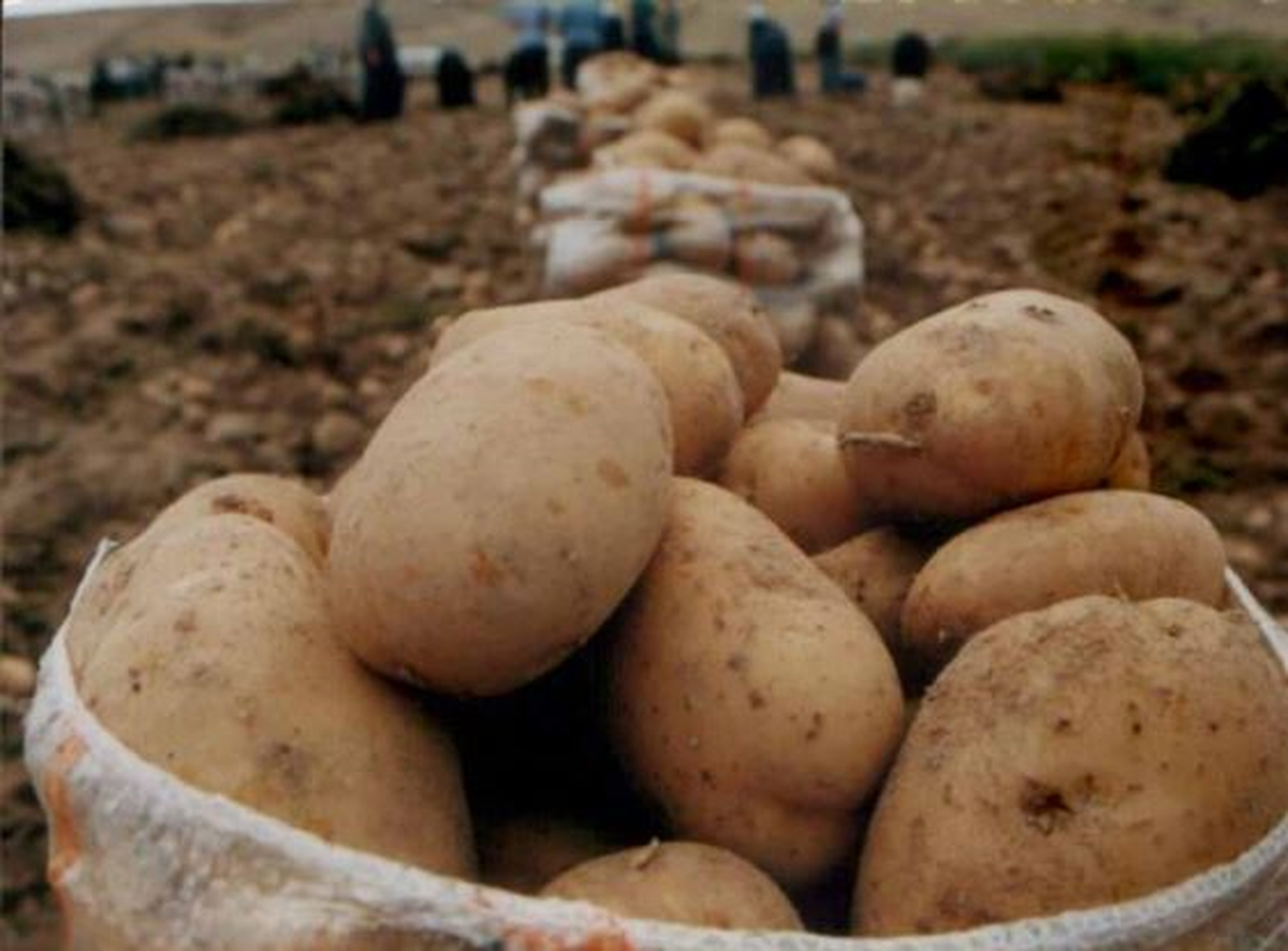 Patates, İlçenin Gelir Kaynağı Oldu