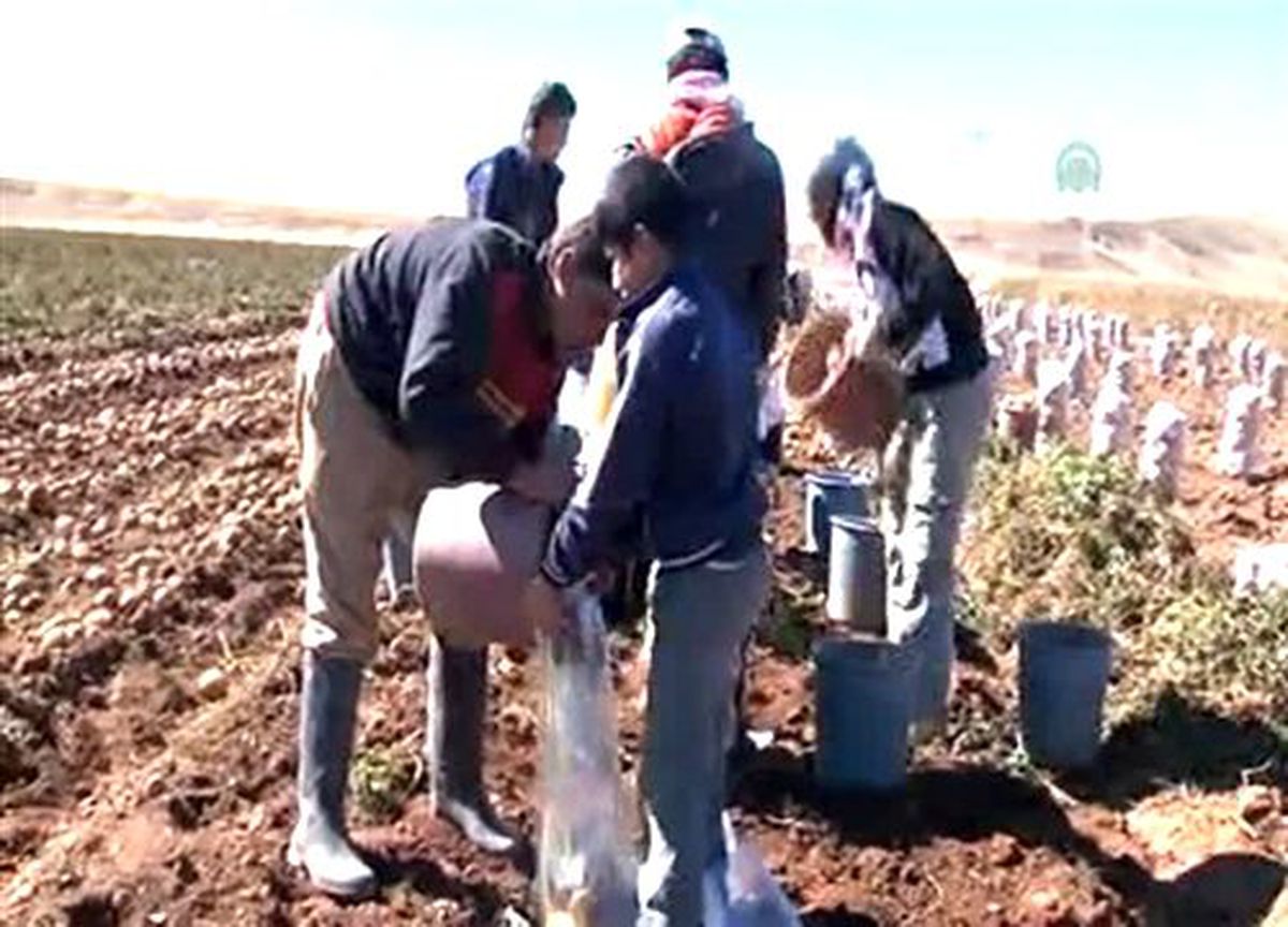 Tarım işçisi çocukların eğitimi