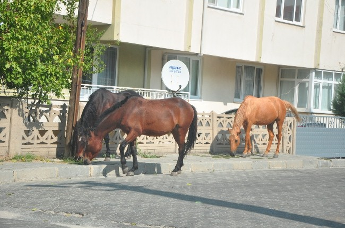 Atlar Trafiği Tehlikeye Düşürüyorlar