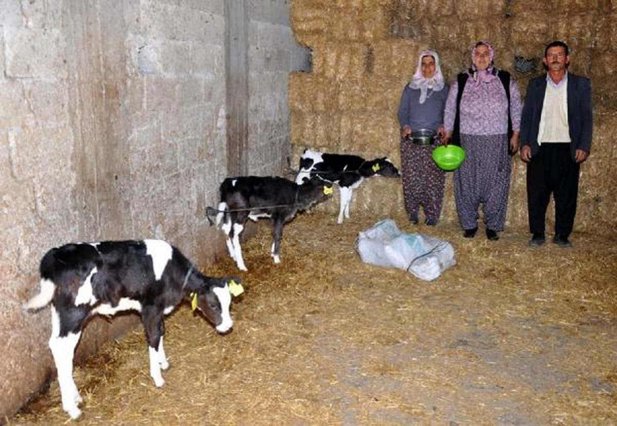 İnek Dördüz Doğurdu