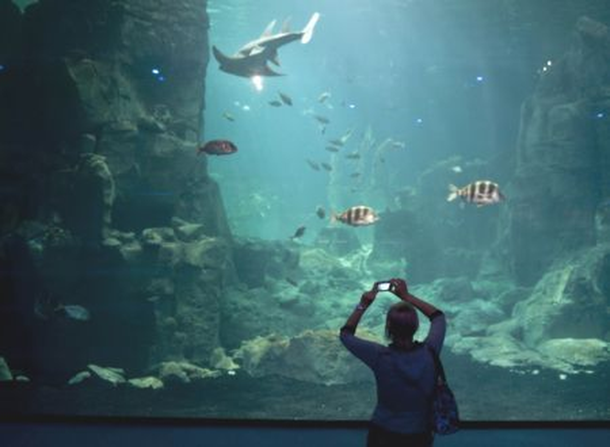 İstanbul Akvaryum, Bayramda 120 Bin Ziyaretçi Ağırladı