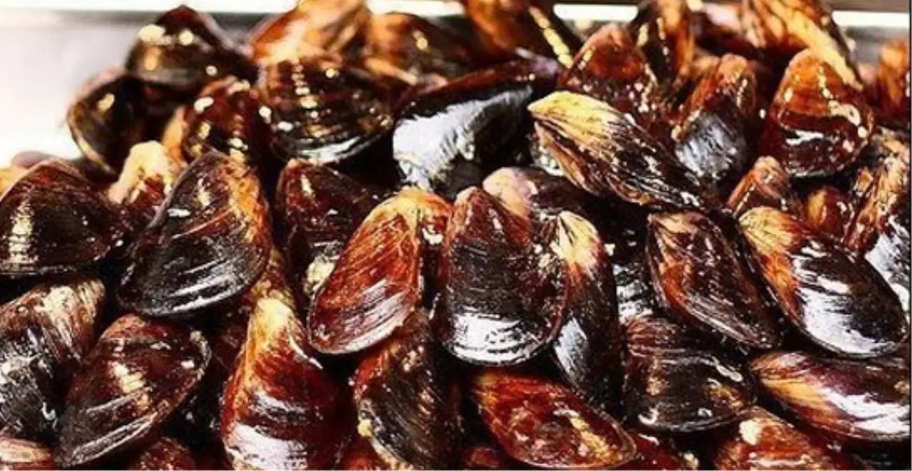 "Midye" İnsan Sağlığını Tehdit Ediyor