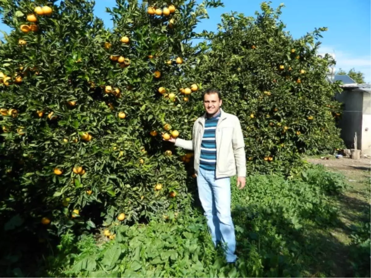 Narenciye ve Nar\'da Hasat Başladı