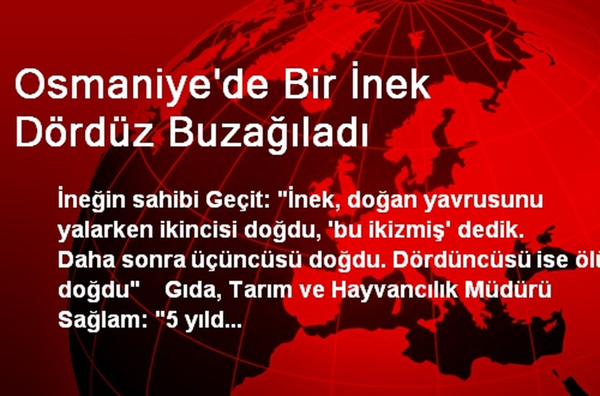 Osmaniye\'de Bir İnek Dördüz Buzağıladı