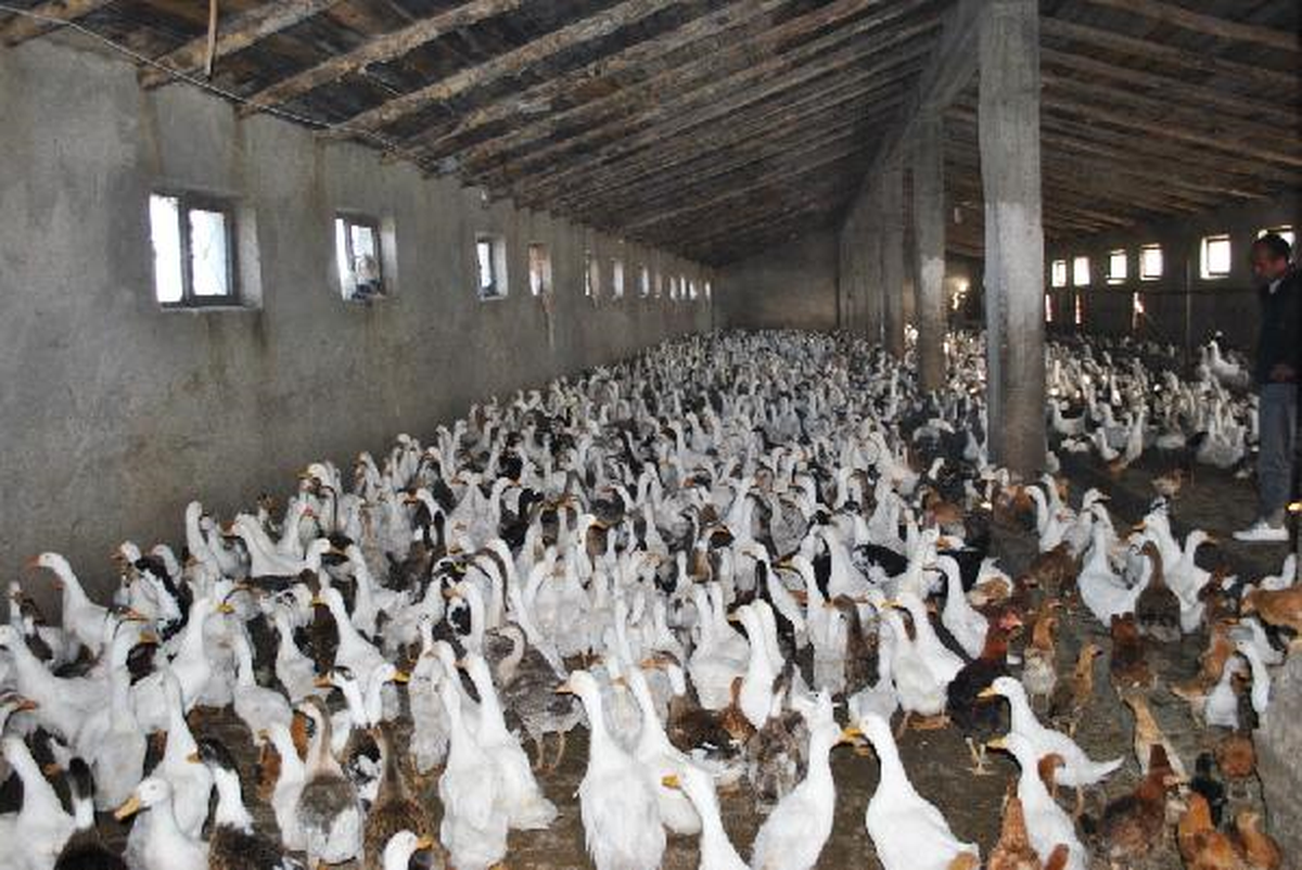 Ağrı\'nın Yamacında Pekin Ördeği Çiftliği