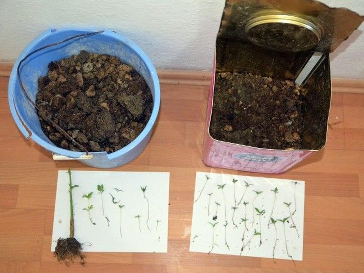 Diyarbakır\'da 20 Kilogram Esrar Ele Geçirildi