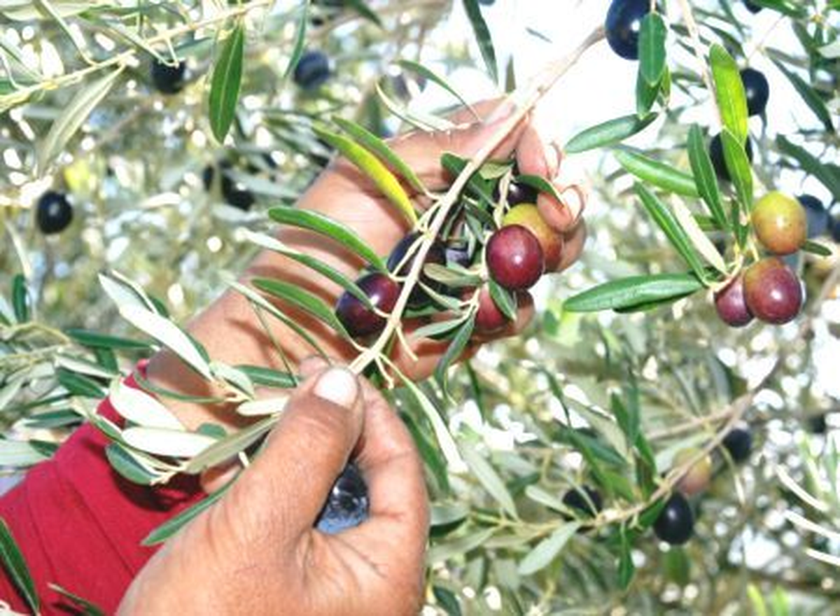 Filistin\'de Zeytin Hasadı, Çileye Dönüşüyor