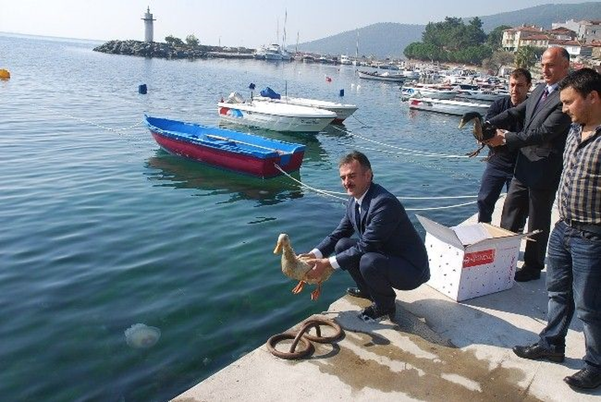 Gemlik\'teki Deniz Kirliliği