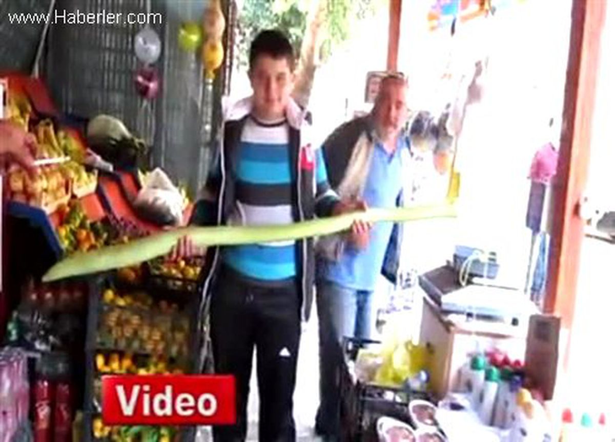 Kobra Gibi Kabak Görenleri Şaşırtıyor