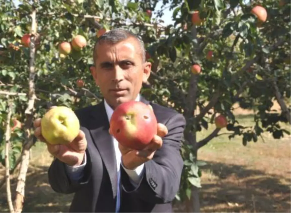 Muş\'ta Yetişen Kırmızı Ayva Görenleri Şaşırttı