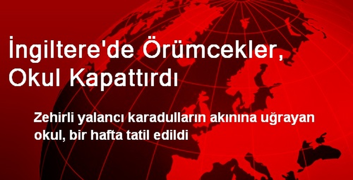 İngiltere\'de Örümcekler, Okul Kapattırdı