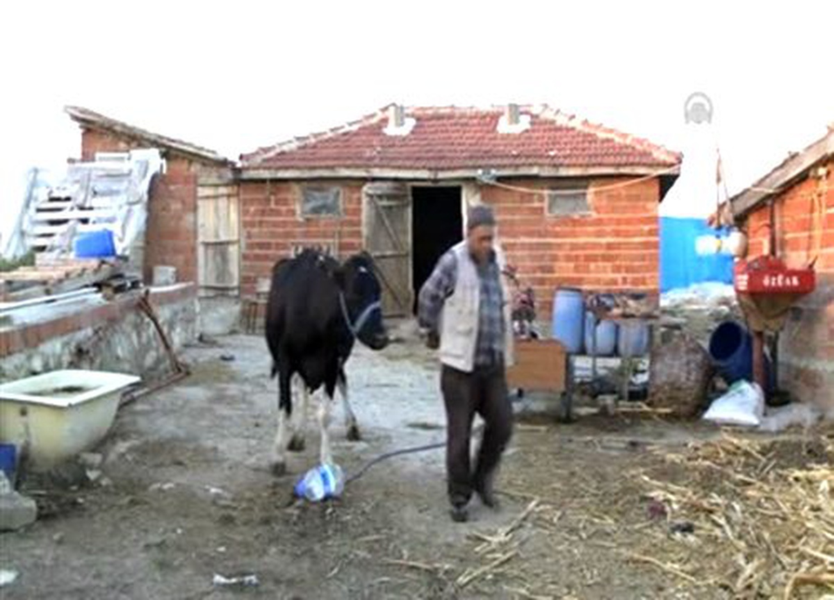"Pedikür" yapılmayan inekte verim düşüyor