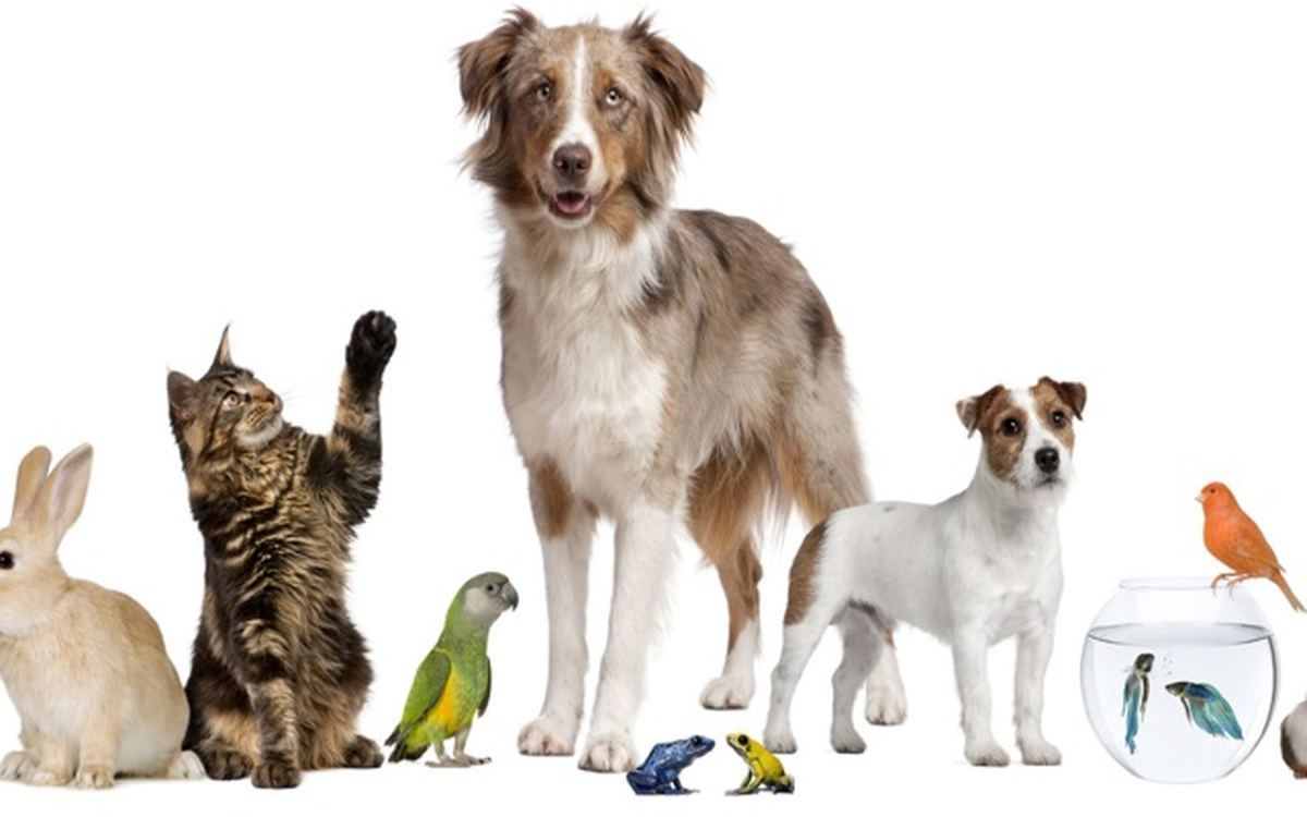 Pet Shop Seminerleri Başvuruları Başladı