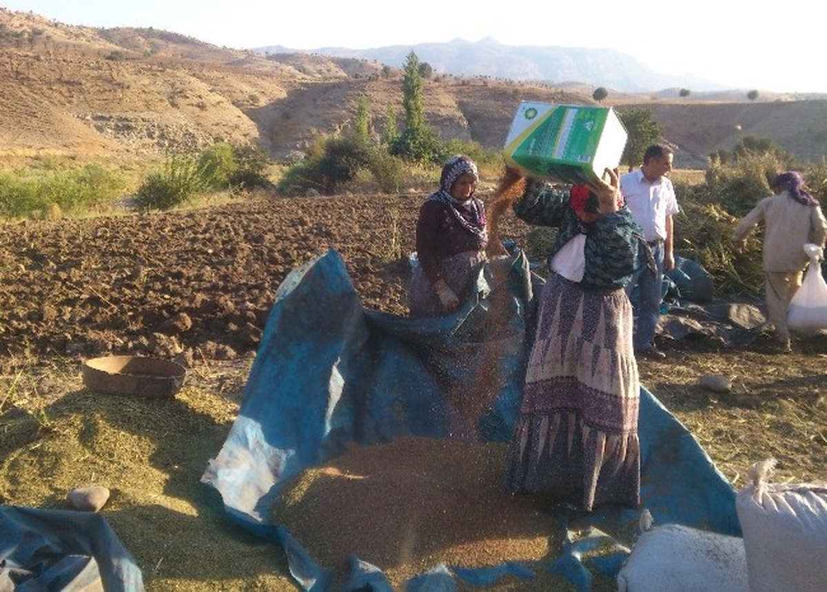 Saf Susamı Rüzgara Karşı Ayıklıyor