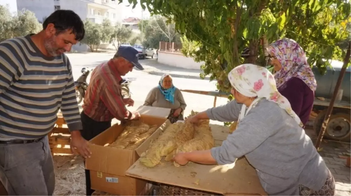 Sarıgöl\'de Tütün Teslim Hazırlıkları Başladı