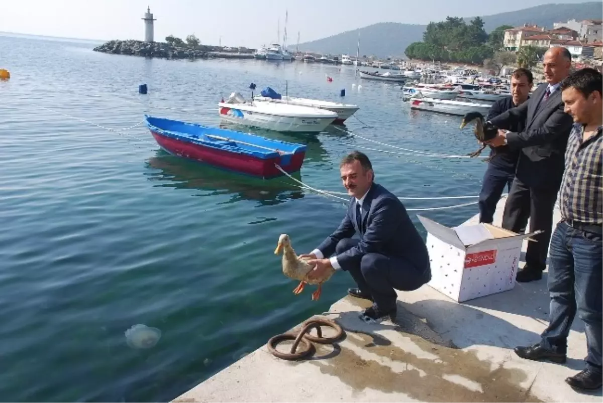 Temizlenen Körfezde Artık Ördekler Yüzecek