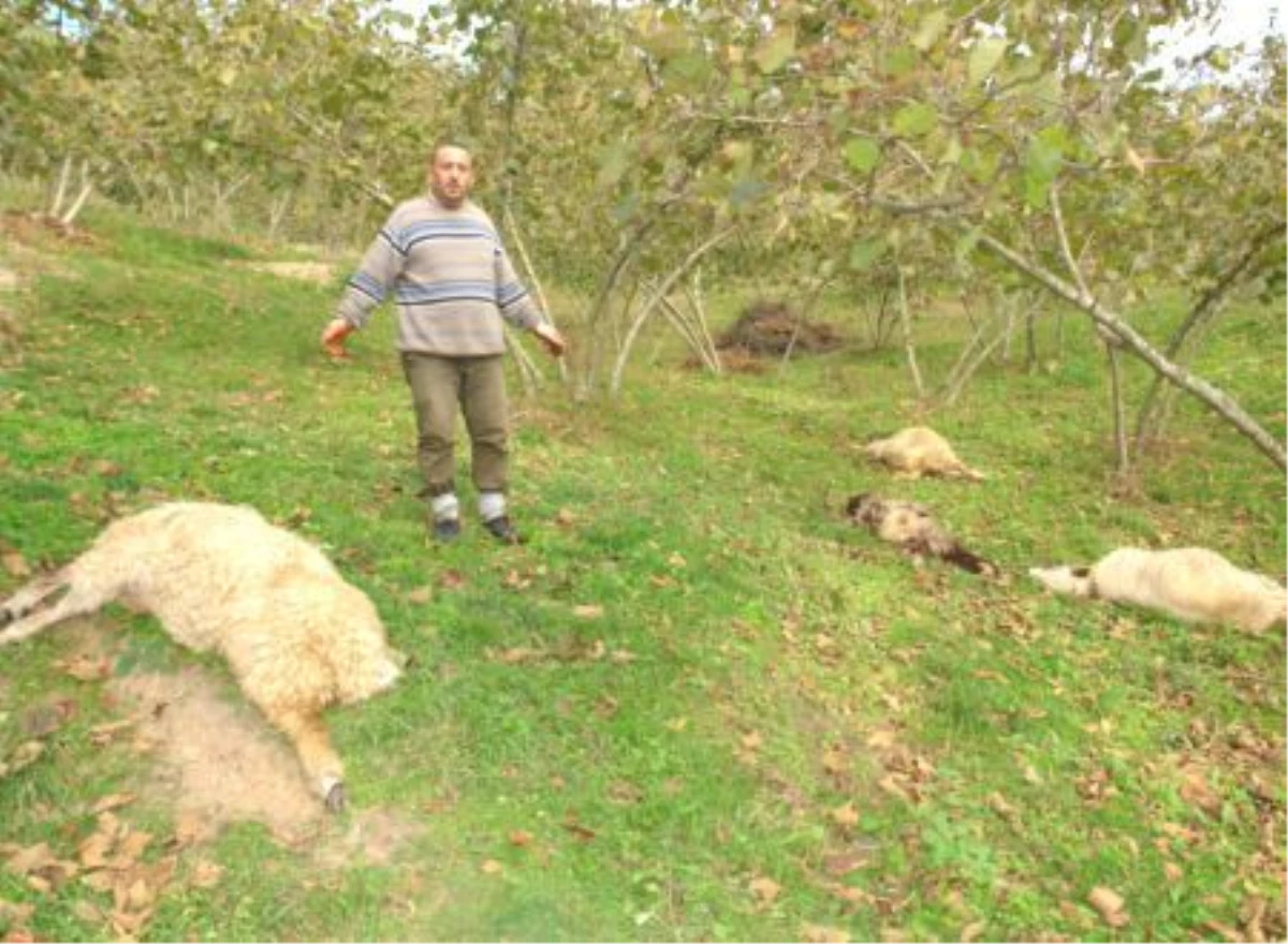 Vahşi Hayvan Saldırısına Uğrayan 14 Koyun Telef Oldu