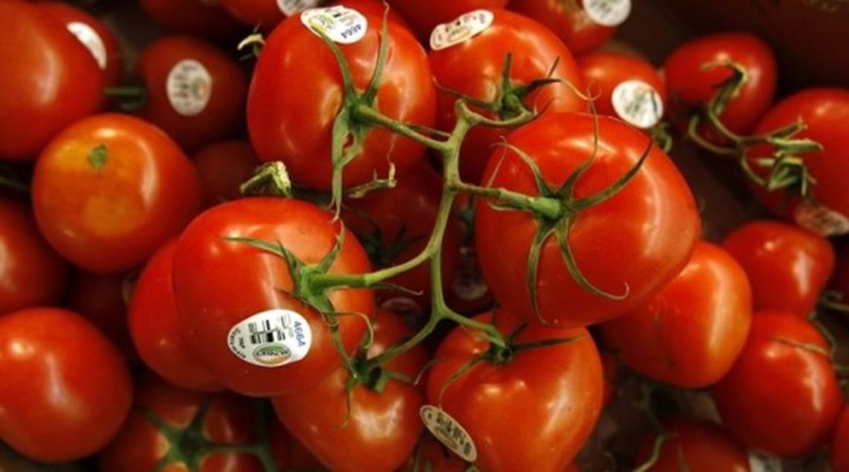 Yeni Sezon Sera Domatesi Hale Gelmeye Başladı