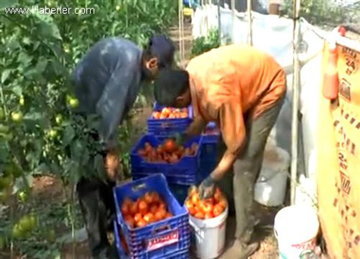 Yeni sezon sera domatesi pazara çıktı